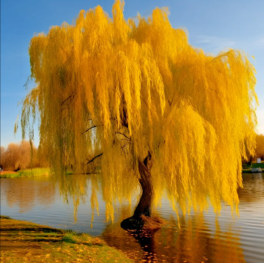 Golden weeping willow plant , perfect for bonsai