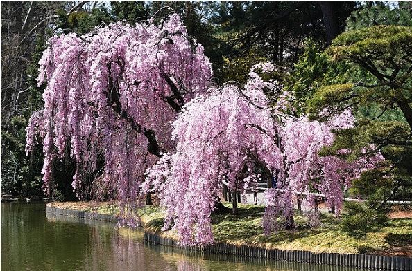 Weeping 'Double' Flowering Cherry Tree, Bare Root, シダレザクラ，枝垂れ桜