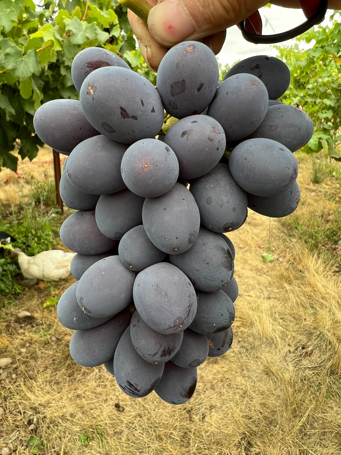 Black Seedless Muscat Plant