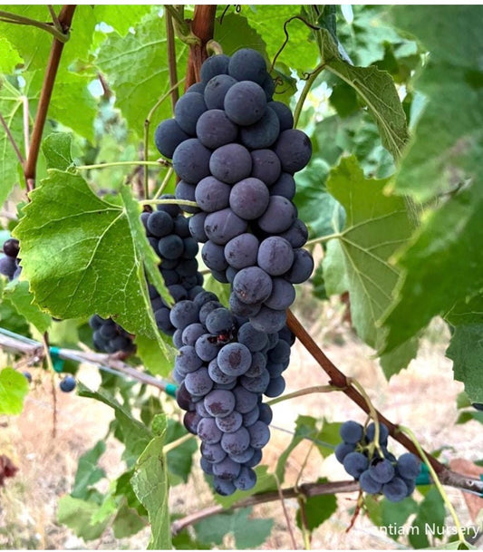 Price Seeded Table grape cuttings 6 pieces