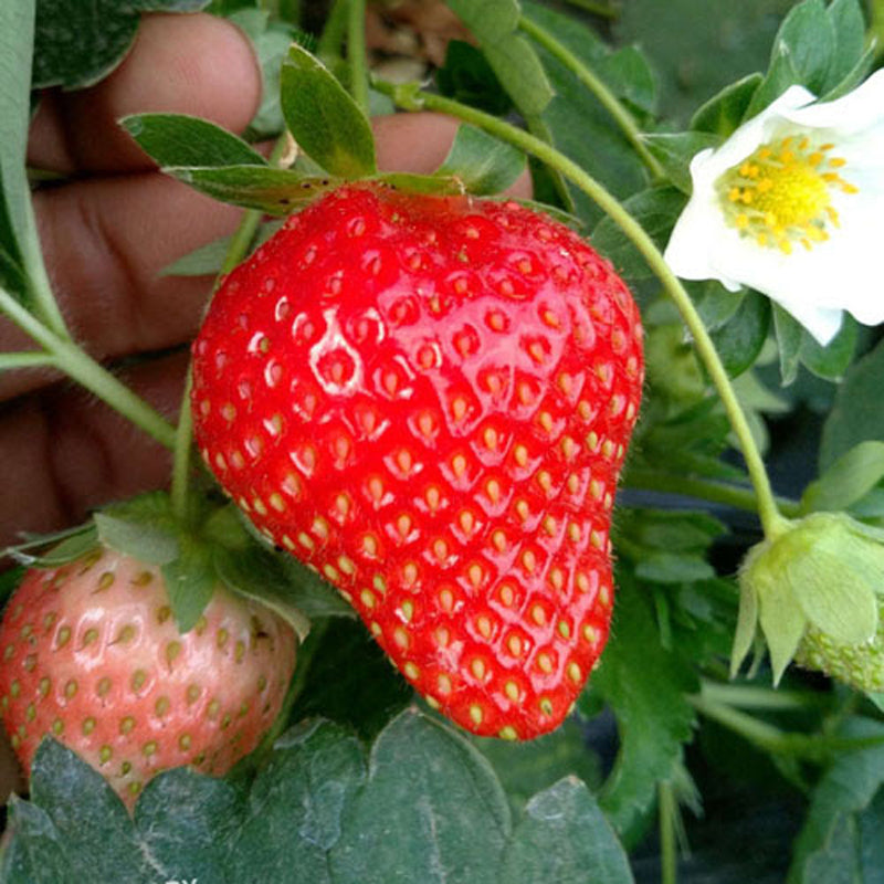 6 Japanese Benikahime Strawberry Plants, 紅香姫 べにかひめ