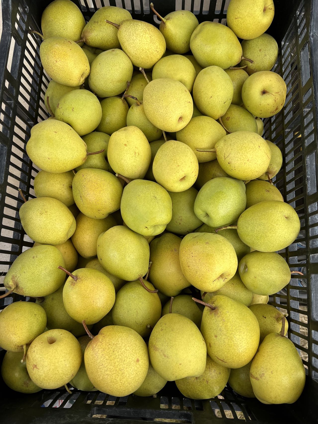 Honey Jar Asian Pear Tree, bare root, Very Sweet, Very Juicy, Very Early