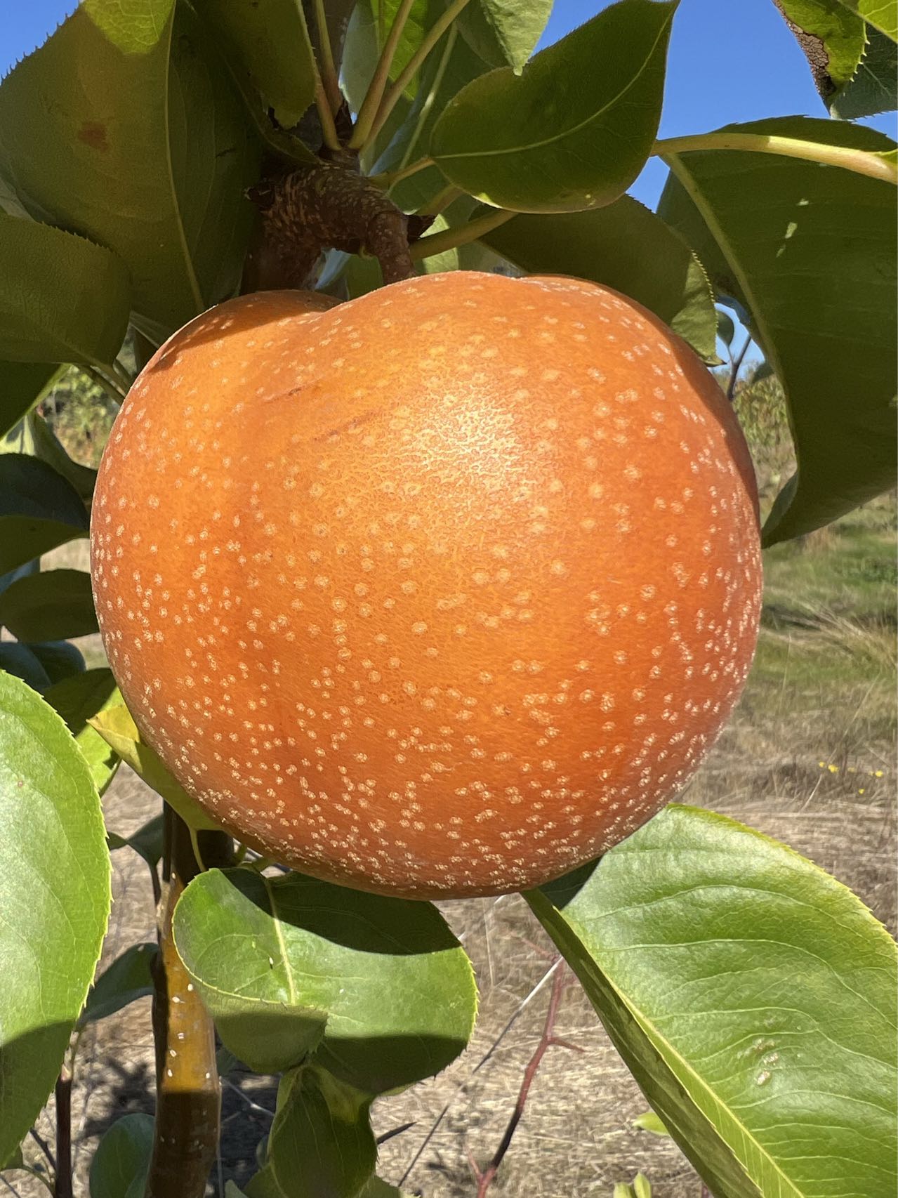 Korean Noryang Giant Asian Pear Tree, bare root