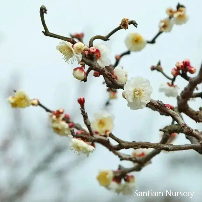Dragon Dance Ume, Longyoumei, Flowering Apricot, 龙游梅，雲竜梅
