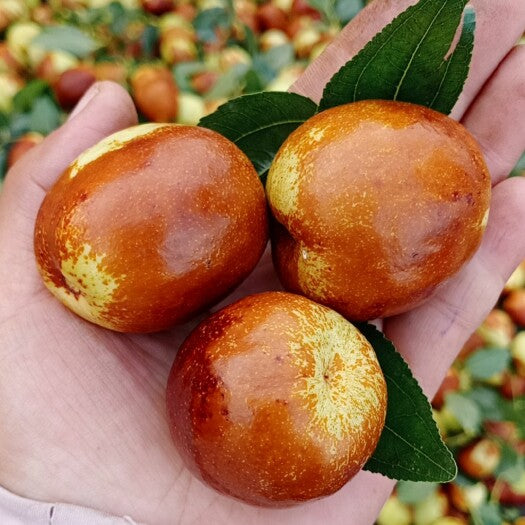 Shanxi Li Giant jujube tree, Chinese date,pear jujube,bare root, 临猗梨枣，特大。US Seller