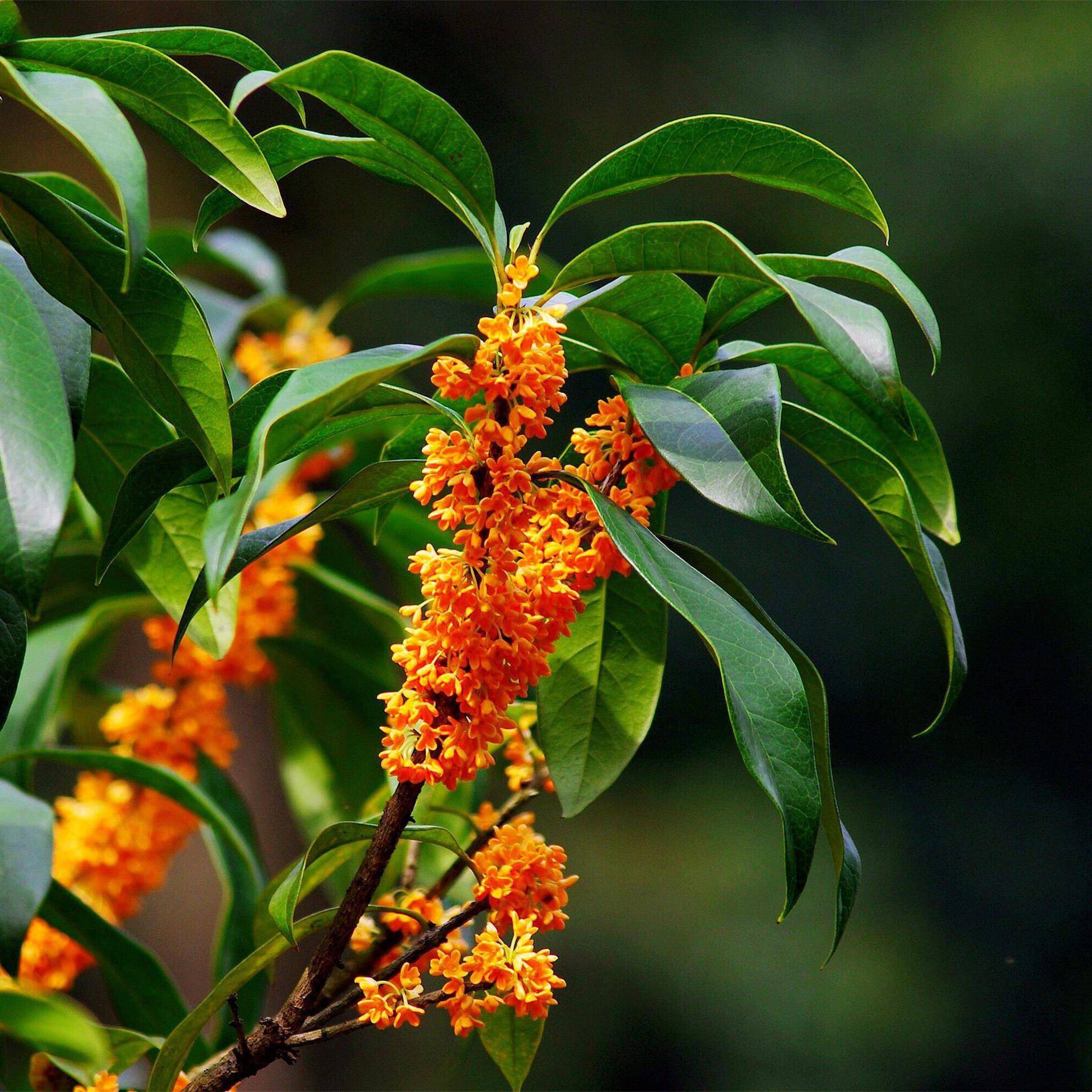 Orange Sweet Osmanthus tree, Fragnant Tea Olive, 丹桂 ,桂花树苗 木犀の花 ...