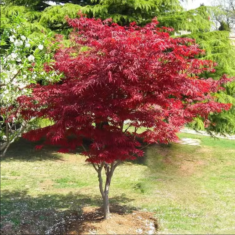 Red Japanese Maple tree，Acer palmatum 'atropurpureum' 伊呂波紅葉 いろはもみじ 日本红枫