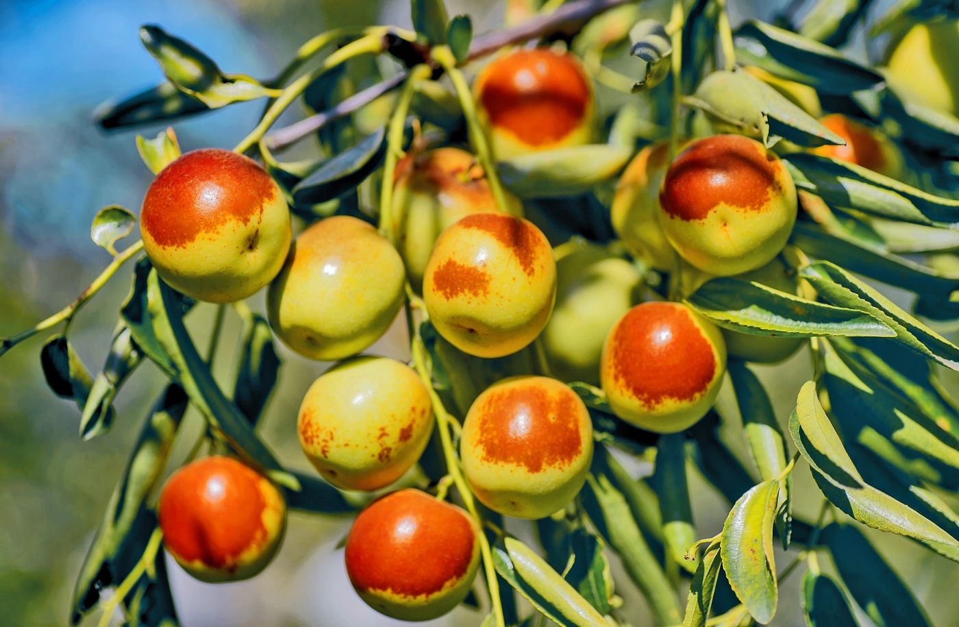 Dong Jujube Plant, Winter Jujube, Zhanhua Dong Zao, Chinese Date, Bare Root 沾化冬棗（テンカとうそう），沾化冬枣苗