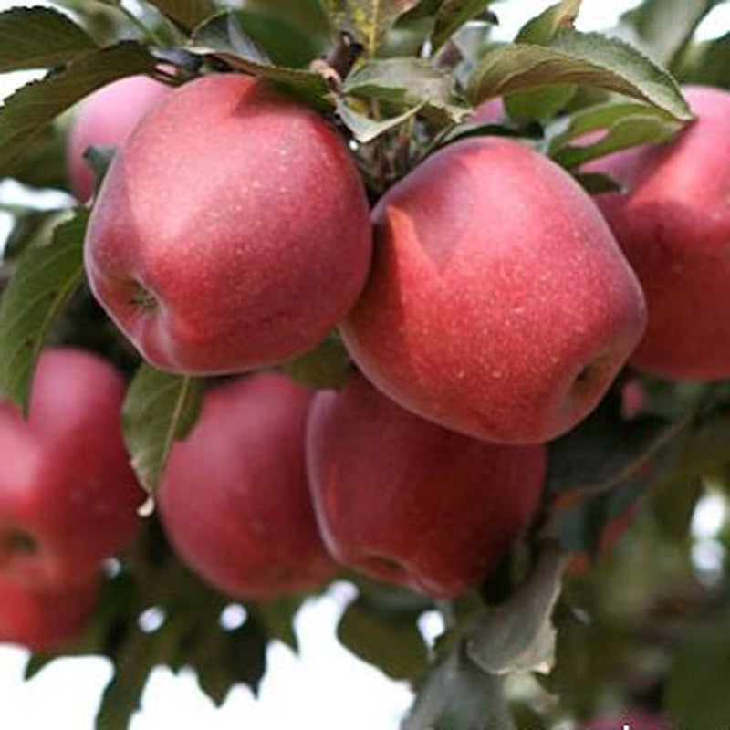 Red Delicious Apple Tree on M7, bare root, スターキング・デリシャス　リンゴ, 红星苹果