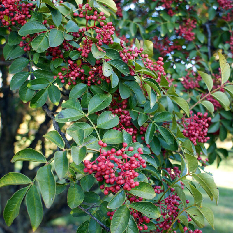 Sichuan Pepper, Hanyuan Da Hong Pao,(Szechuan Peppercorn, Hua Jiao) 汉源大红袍花椒树， 3 feet tall, One gallon pot
