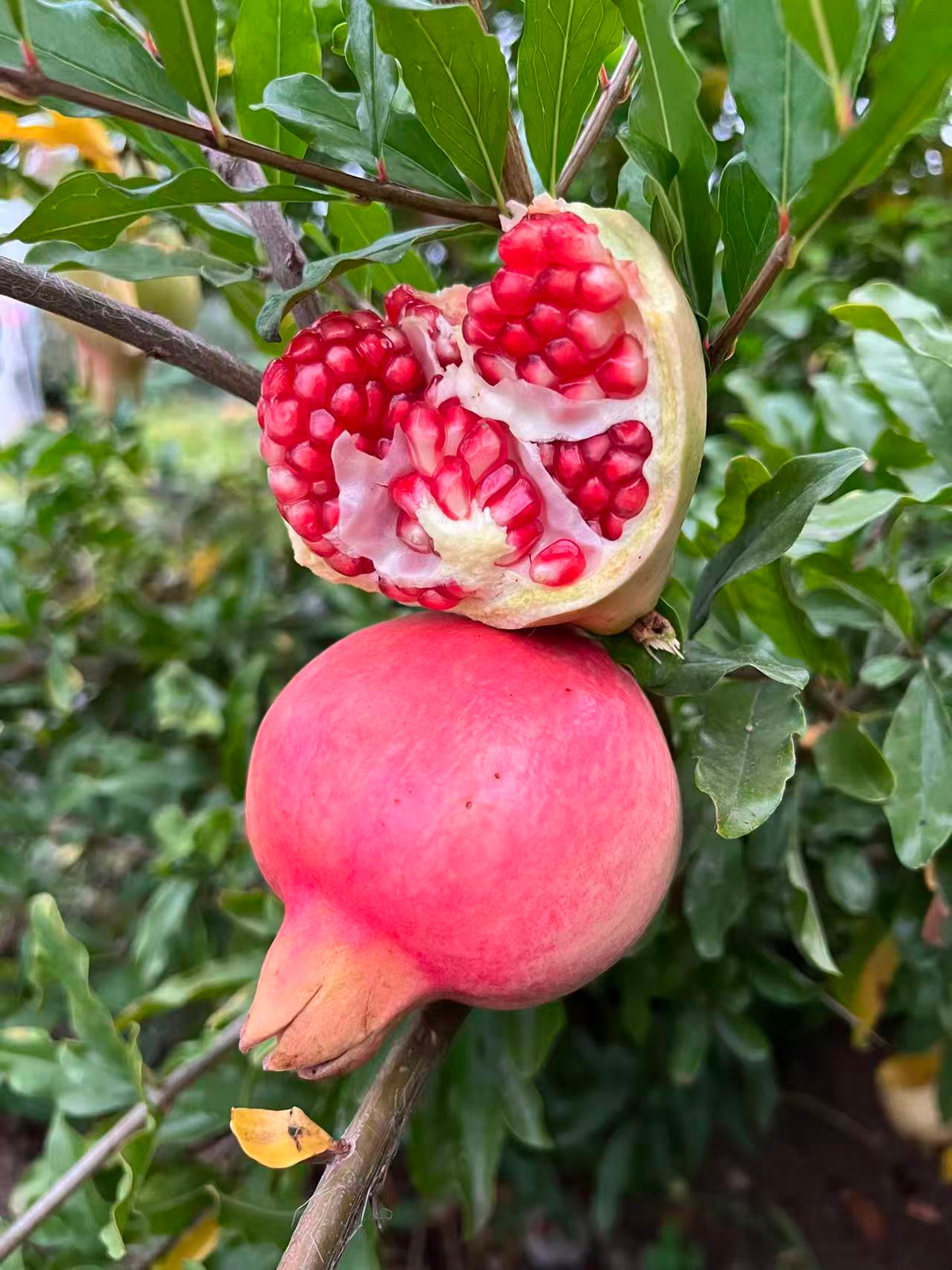 Cold Hardy Soft Seed Pomegranate Tree, 红如意石榴