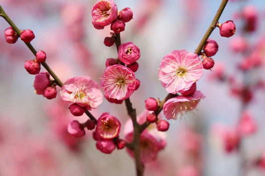 Mokel Japanese Flowering Apricot Tree, Prunus Mume, Ume ，bare root, 宫粉梅花，US Seller