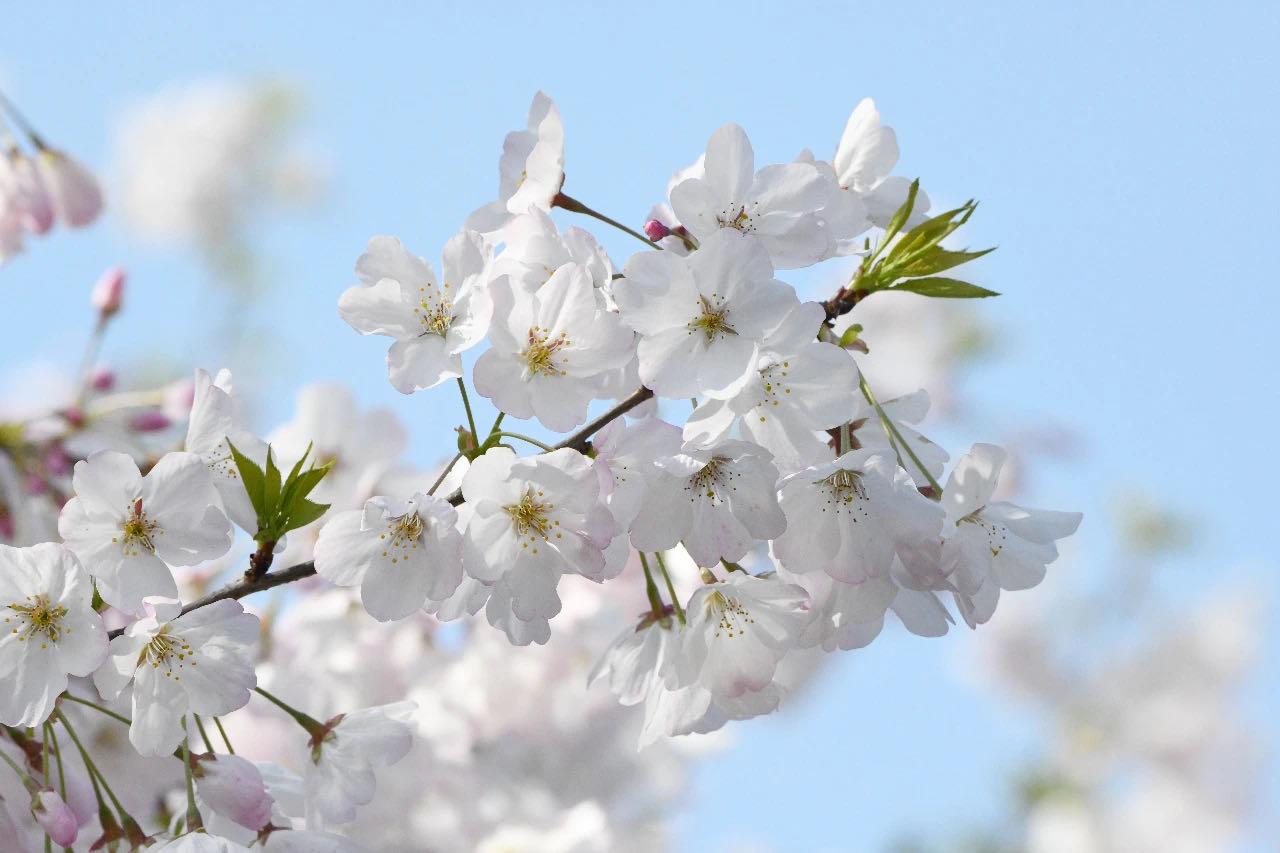 Somei-yoshino Japanese Flowering Cherry Tree, Bare Root  染井吉野 ソメイヨシノ