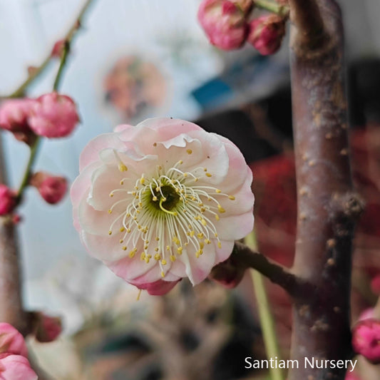 Fufen Ume, Flowering Apricot Tree, 傅粉梅花， 宫粉梅花, 30-36" tall