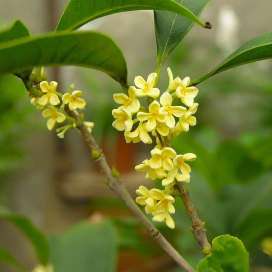 Gold Sweet Osmanthus tree, Fragnant Tea Olive, 金桂 ，桂花树苗 金木犀の花