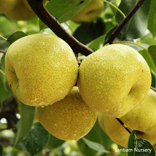 Dangshan Su Li Asian Pear on Betulifolia , bare root, 砀山酥梨，碭山酥梨