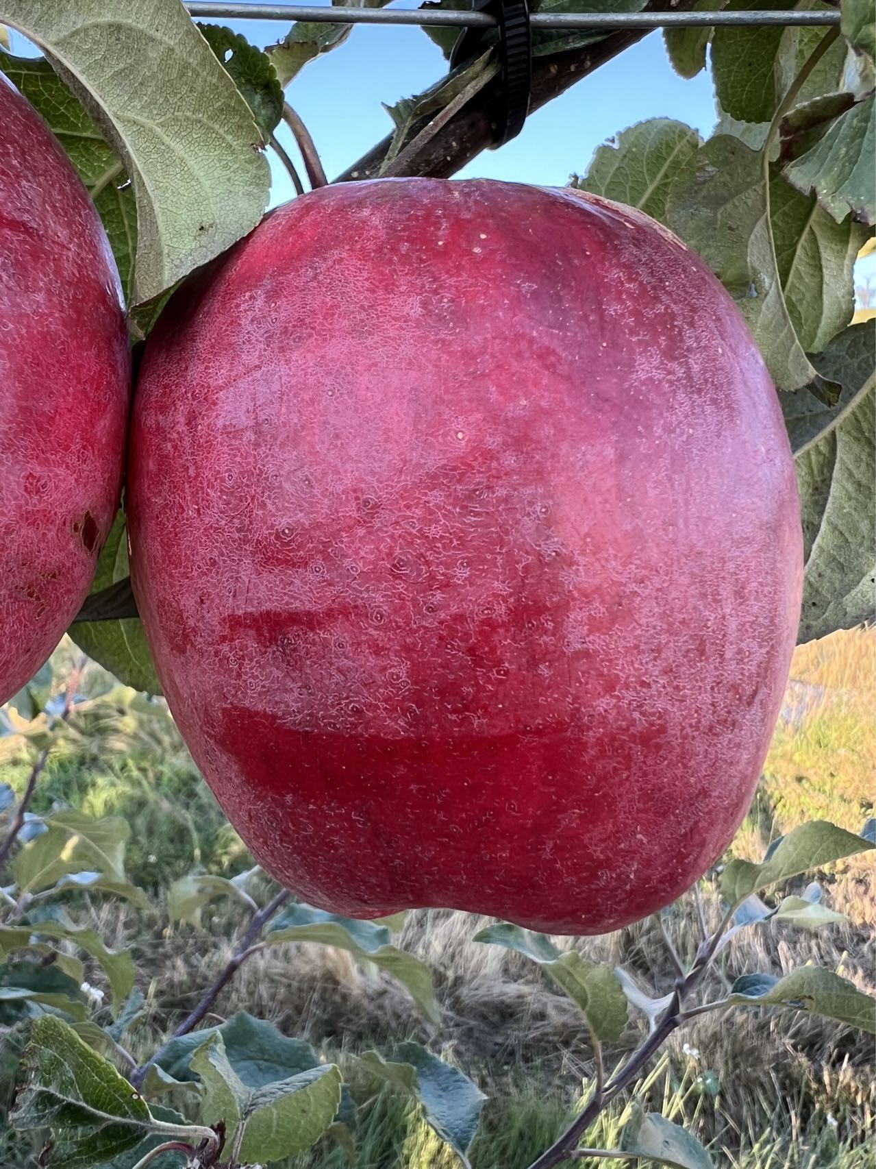 Santiam Red Giant Apple Tree on M7, bare root,3/8" 32 iches tall