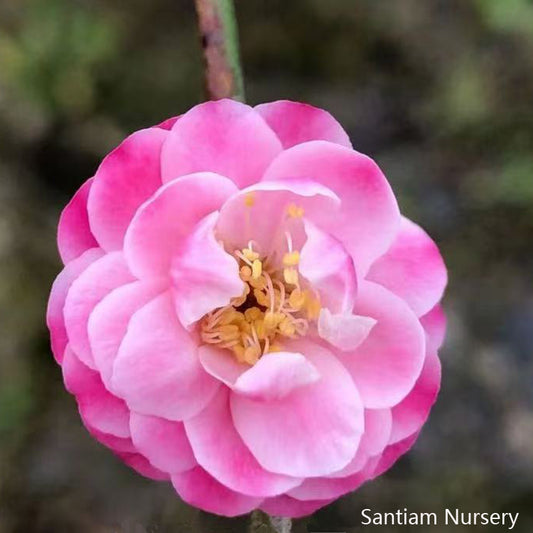 Peach-Pink Ume, Taohongtaige, Flowering Apricot Tree 桃红台阁梅花，宫粉梅花