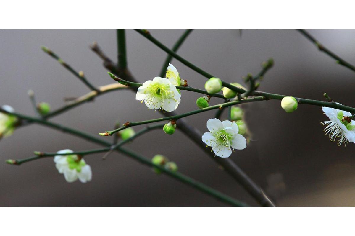 Green Ume Flowering Apricot tree, bare root, White flower petals Green Sepals. 绿萼梅花 US Seller