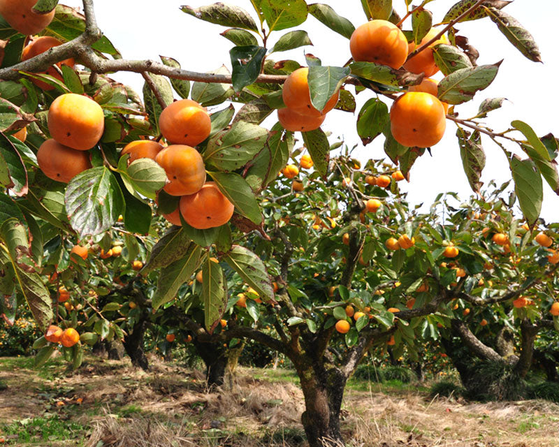 Fuyu Jiro Japanese Persimmon Tree 次郎（じろう）完全甘柿  次郎日本甜柿