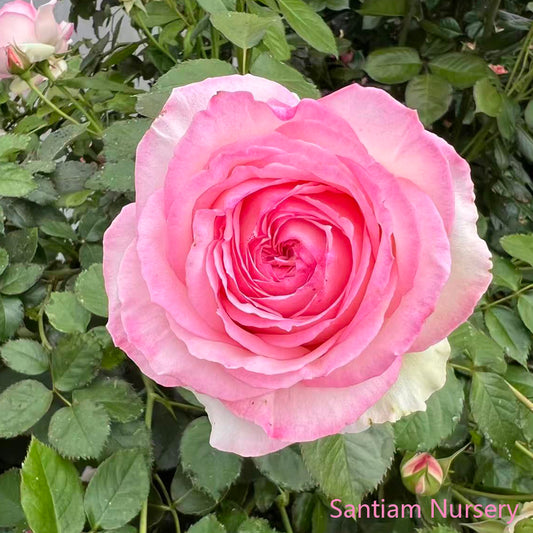 Pink Eden Climbing Rose, Eden Climber,Rosa 'Pierre de Ronsard'， Potted