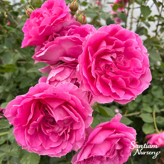 Parade Climbing Rose – Large Pink Blooms, Vigorous Hardy Climber, Live Potted Plant