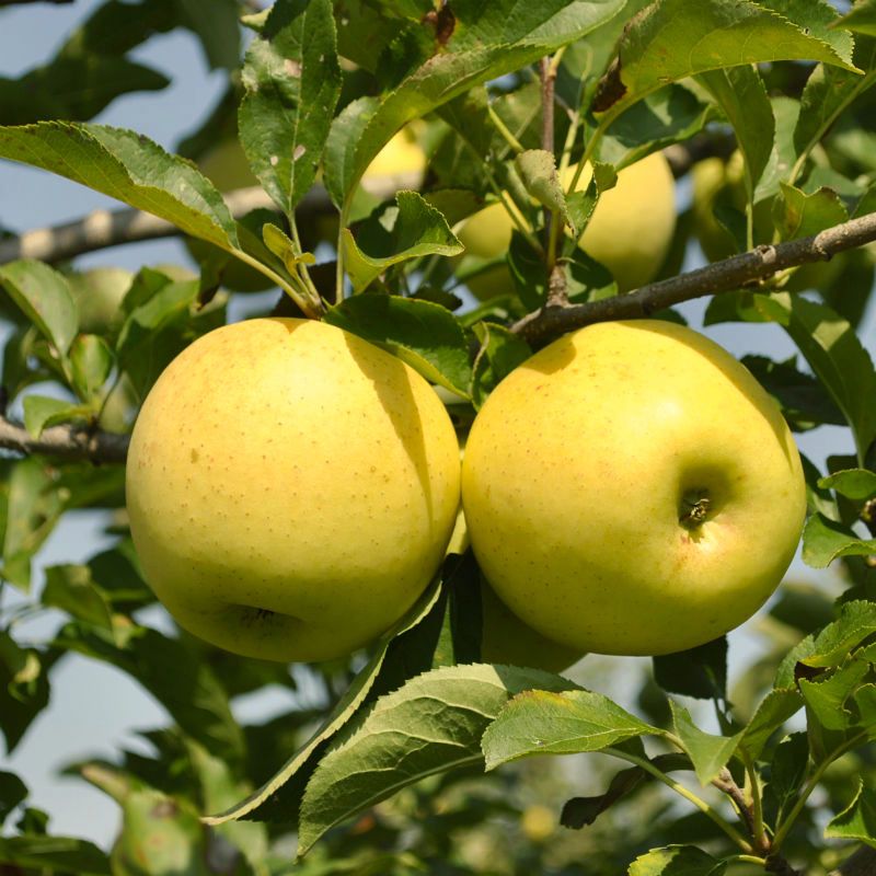 Golden Delicious apple tree, bare root  ゴールデンデリシャス　リンゴ,金冠苹果， 金帅，黄元帅