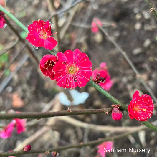 Wuyu Yu Ume Flowering Apricot tree,烏羽玉梅花，乌羽玉梅花， one year small plants, 18"-24" tall