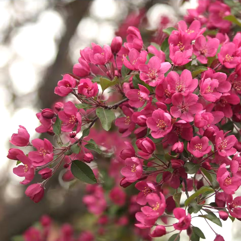 Prairifire Crabapple Tree，Bare Root, 3/8"