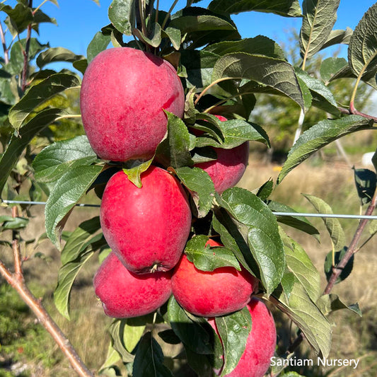 Santiam Red Gala Apple Tree on M7, bare root, excellent disease resistance, early ripening