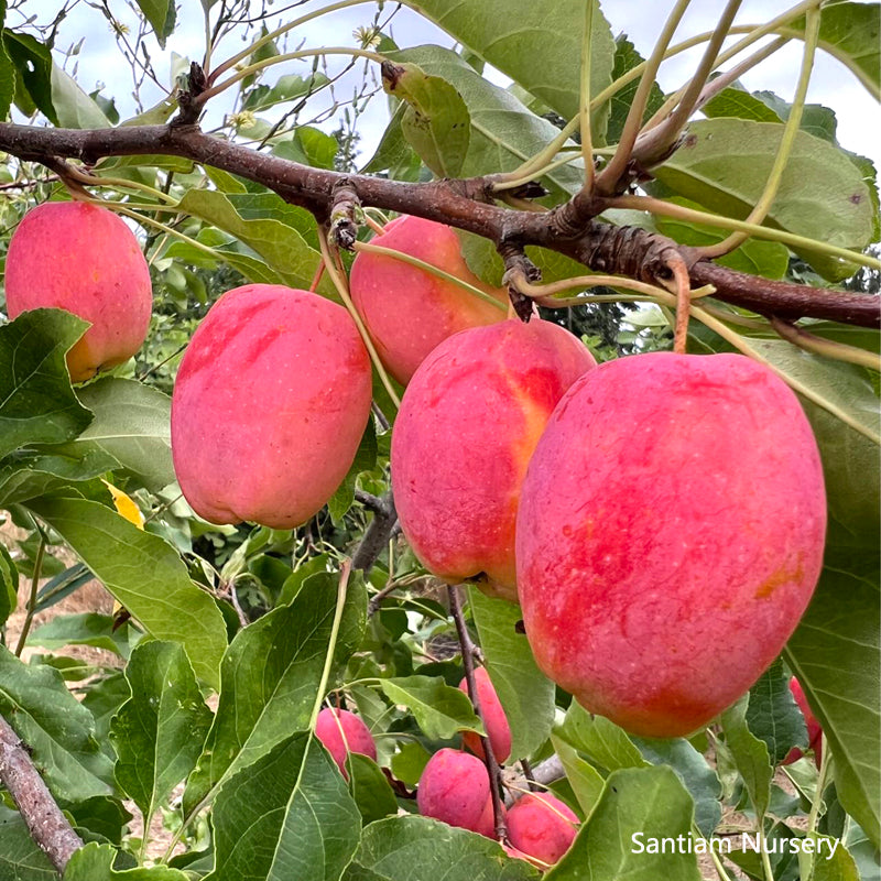 Centennial Crabapple tree, bare root, 甜蜜小苹果，海棠果