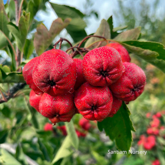 Giant Red Orange Chinese Hawthorn tree, bare root. 金桔红山楂，山査子（サンザシ）