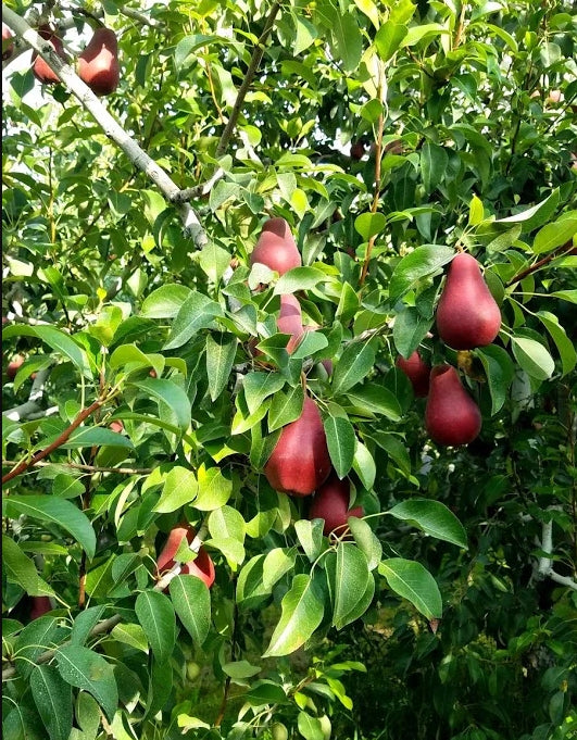 Sensation Red Bartlett European Pear Tree, Bare Root