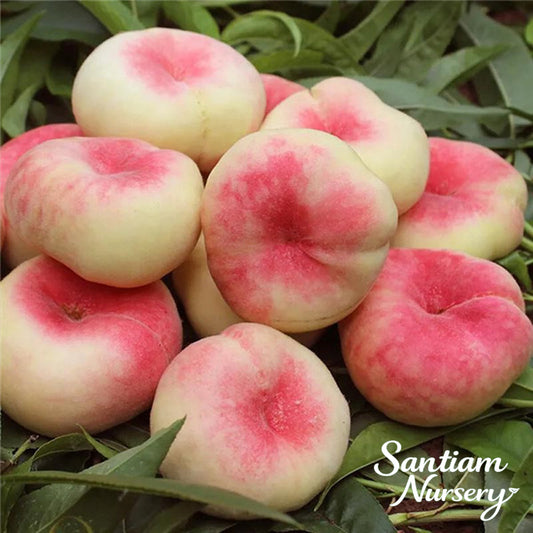 Galaxy Peento Peach Tree,Donut Peach Tree, Bare Root, 3 feet tall