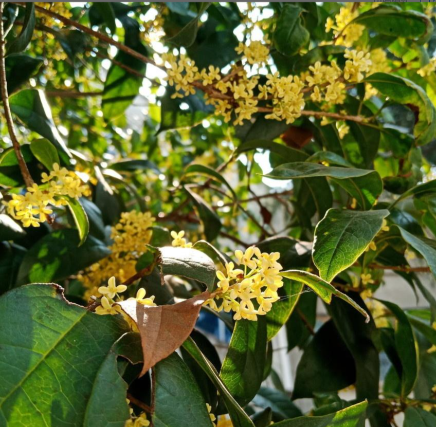 Gold Sweet Osmanthus tree, Fragnant Tea Olive, 金桂 ，桂花树苗 金木犀の花