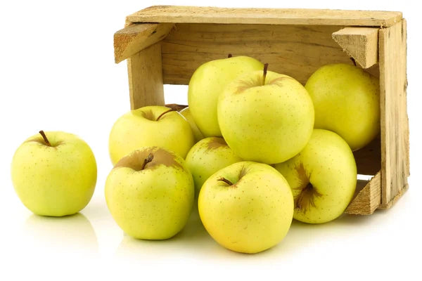 Golden Delicious apple tree, bare root ゴールデンデリシャス リンゴ Golden Delicious apple tree, bare root ゴールデンデリシャス リンゴ