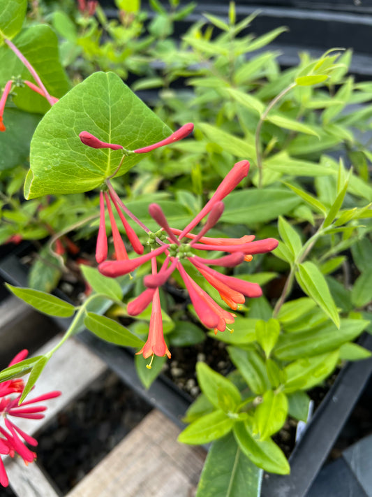 Orange Coral Honeysuckle  (Lonicera sempervirens 'Dropmore Scarlet')