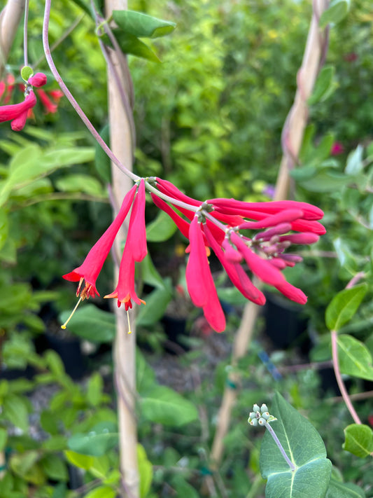 Red Coral Honeysuckle  (Lonicera sempervirens 'Major Wheeler')