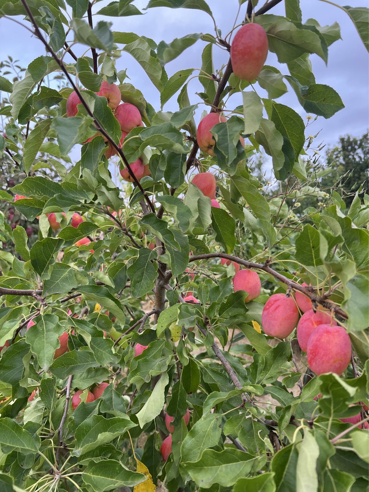 Centennial Crabapple tree, bare root, 甜蜜小苹果，海棠果