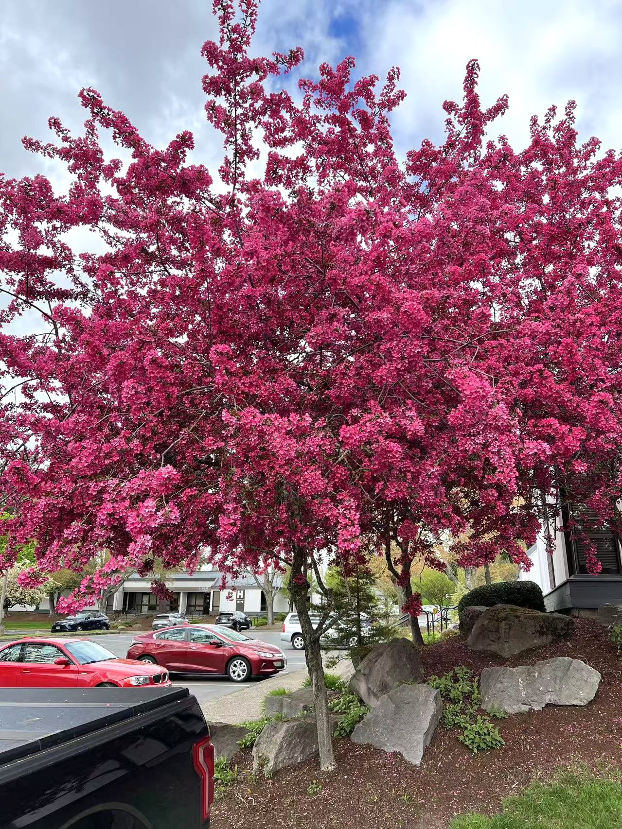 Prairifire Crabapple Tree，Bare Root, 3/8"