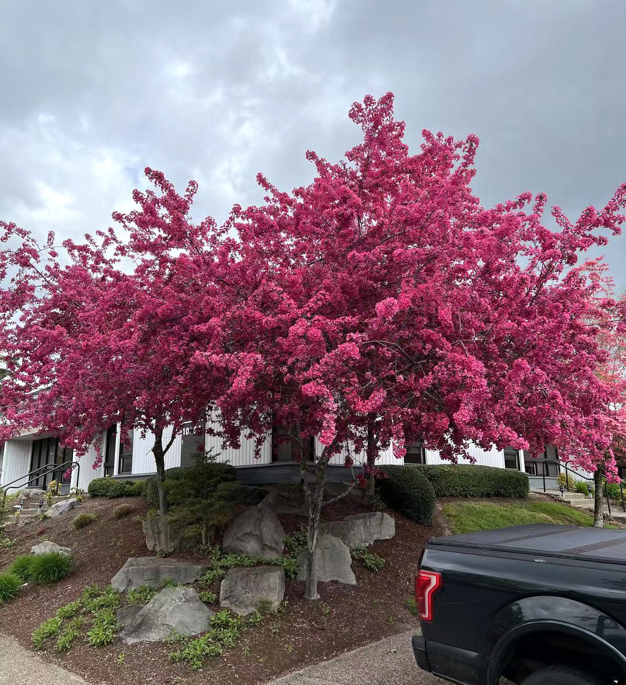 Prairifire Crabapple Tree，Bare Root, 3/8"