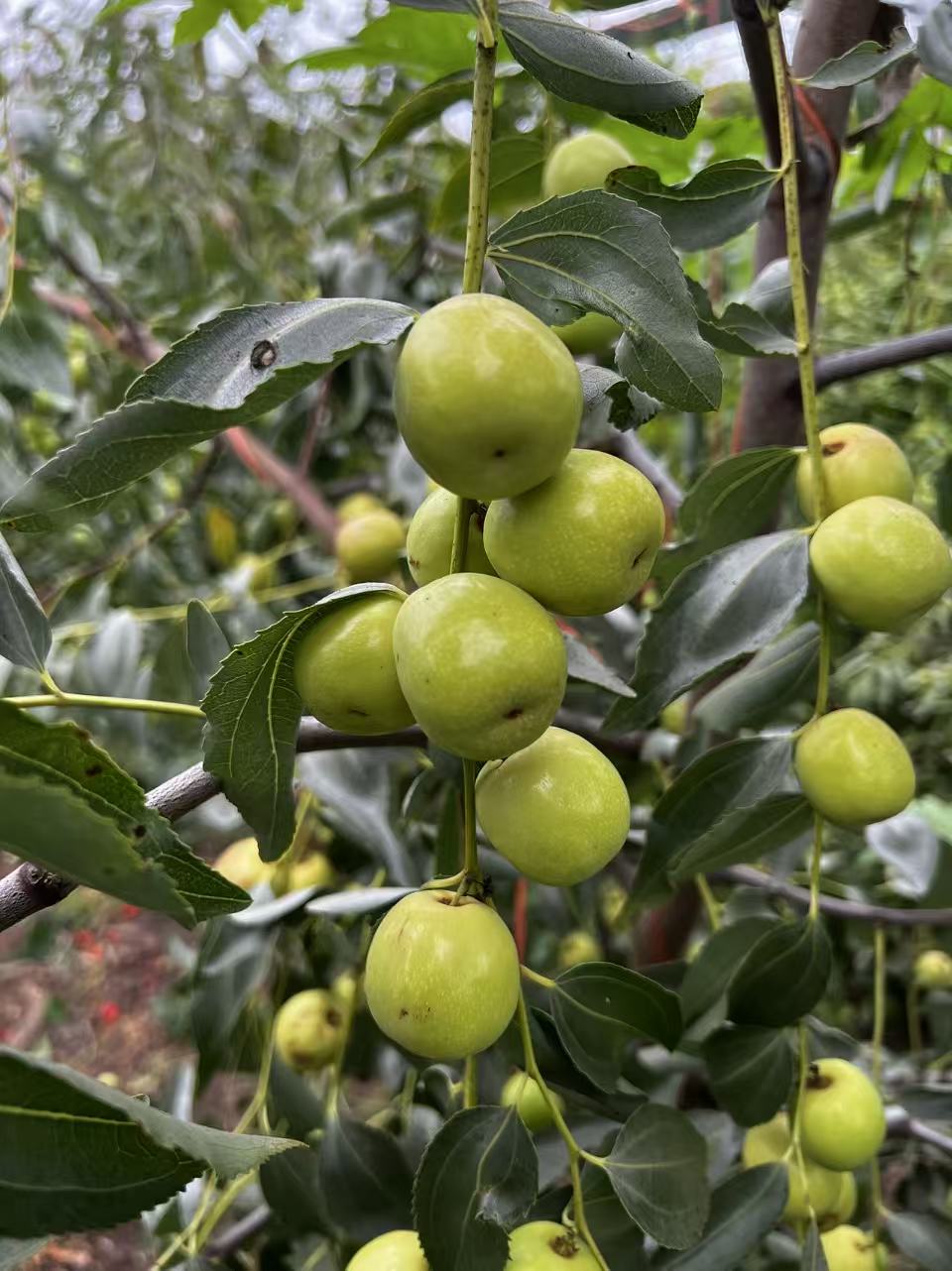 Honey Jar Jujube Tree, Bare Root, 3 feet tall 蜂蜜罐枣