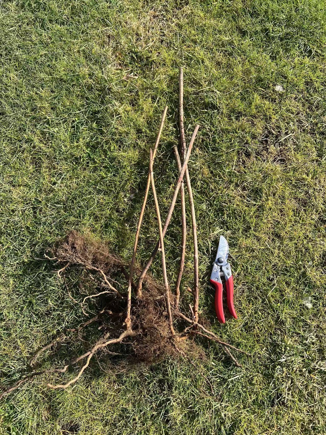 3 Willamette Raspberry Plants, Bare Root, Heirloom Raspberry