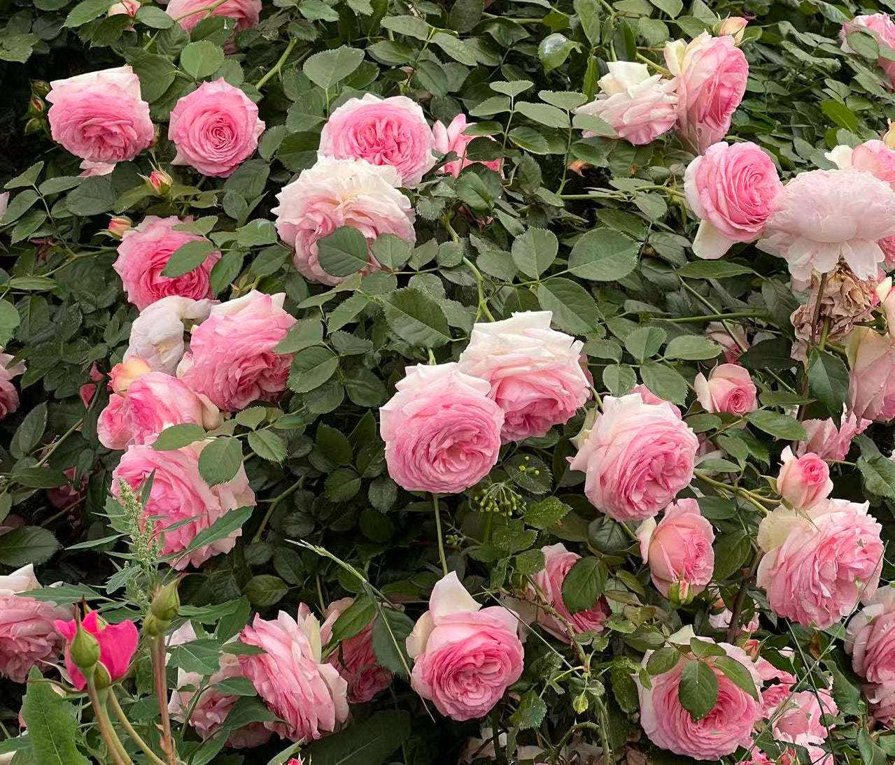 Pink Eden Climbing Rose, Eden Climber,Rosa 'Pierre de Ronsard'， Potted