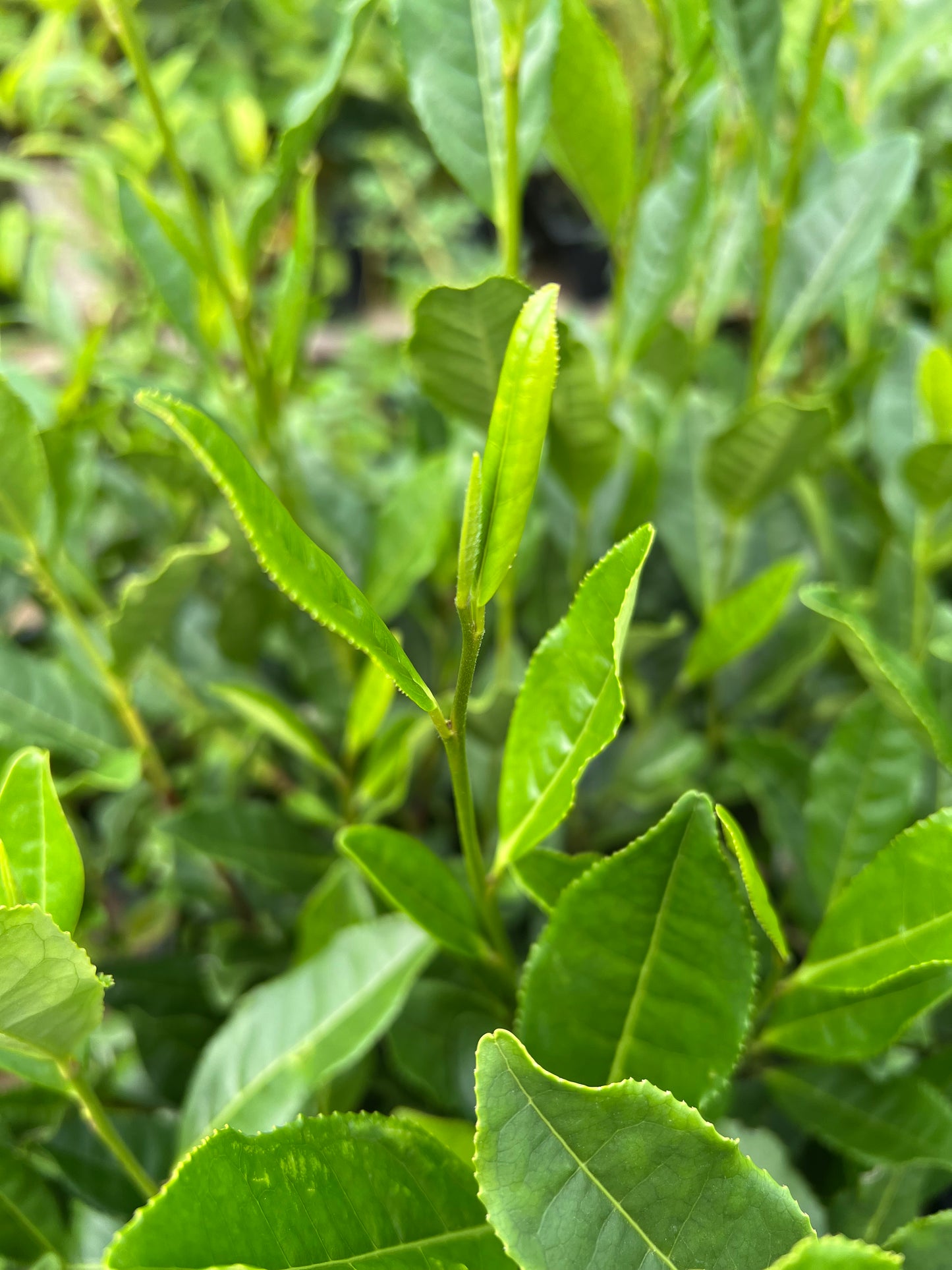 Longjing tea plant.Camellia sinensis, Chinese green tea plant. Dragon Well Green Tea 龙井绿茶苗，龍井茶(りゅうせいちゃ)