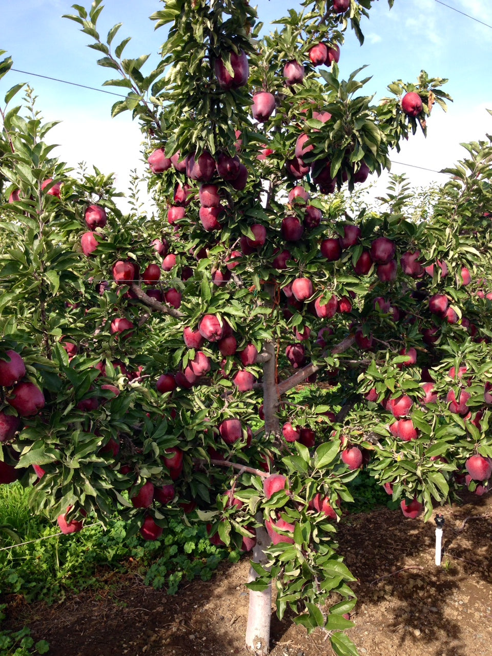 Red Delicious Apple Tree on M7, bare root, スターキング・デリシャス　リンゴ, 红星苹果