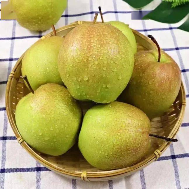 Yulu Fragrant Pear Tree, Asian Pear, bare root, 山西隰县玉露香梨