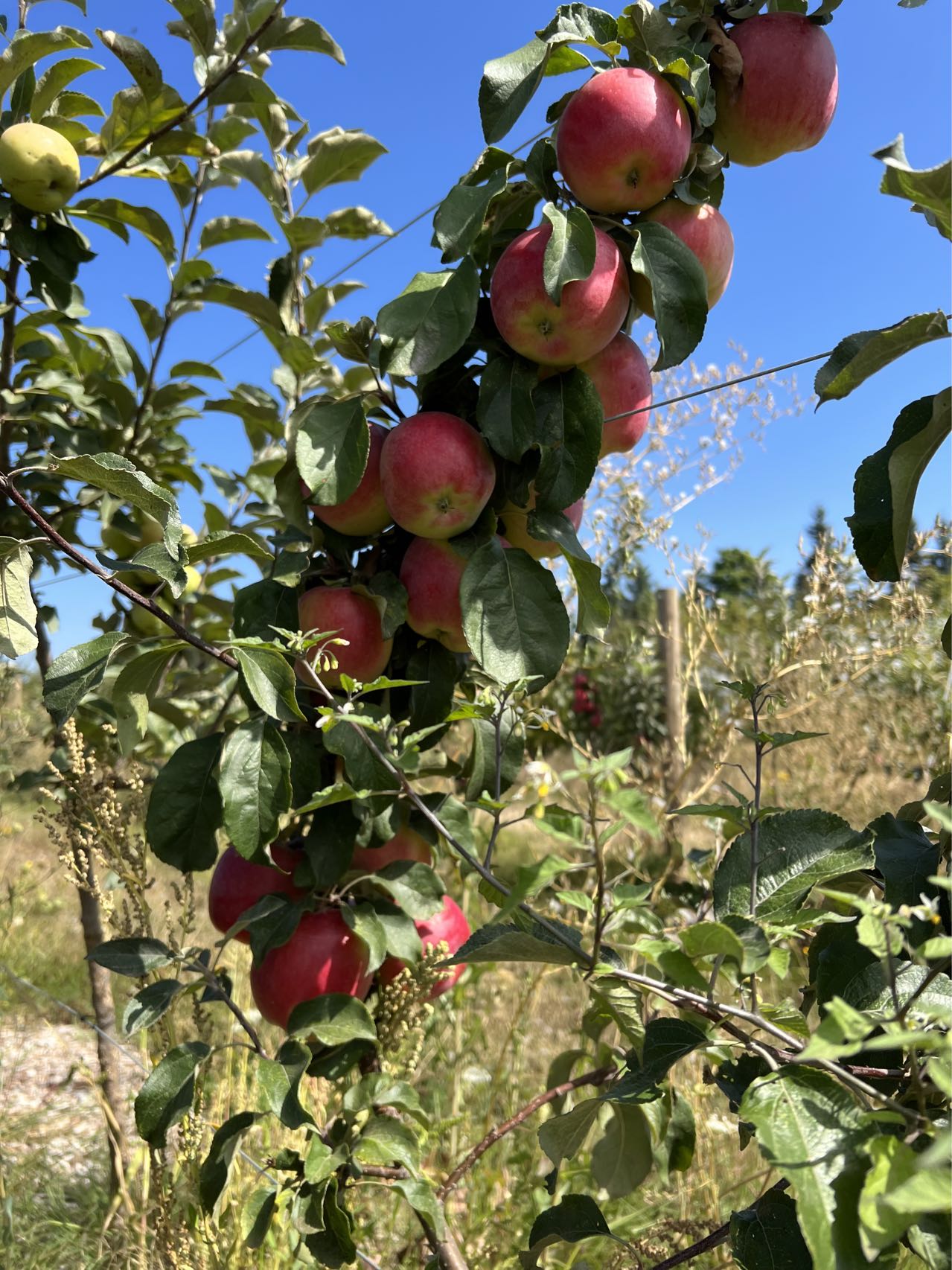 Santiam Red Giant Apple Tree on M7, bare root,3/8" 32 iches tall