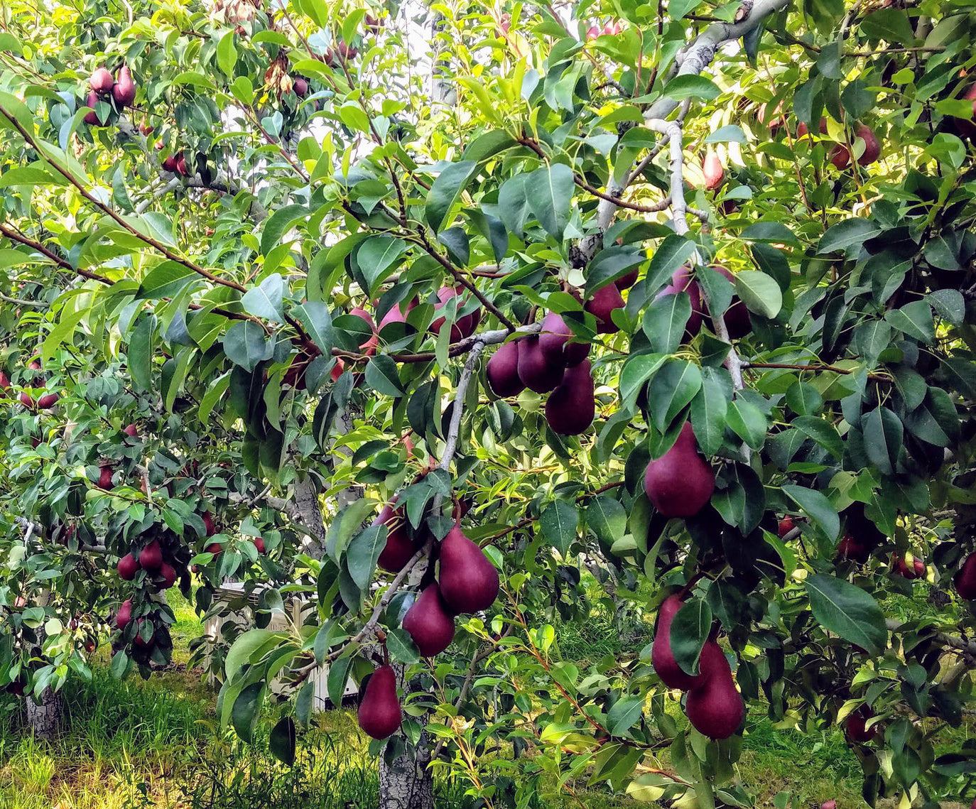 Sensation Red Bartlett European Pear Tree, Bare Root