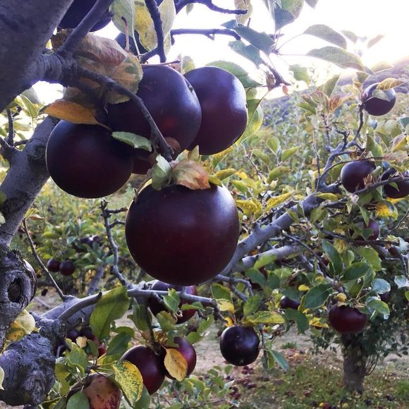 Arkansas Black Apple Tree on M7, bare root